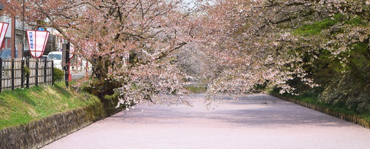 桜　池